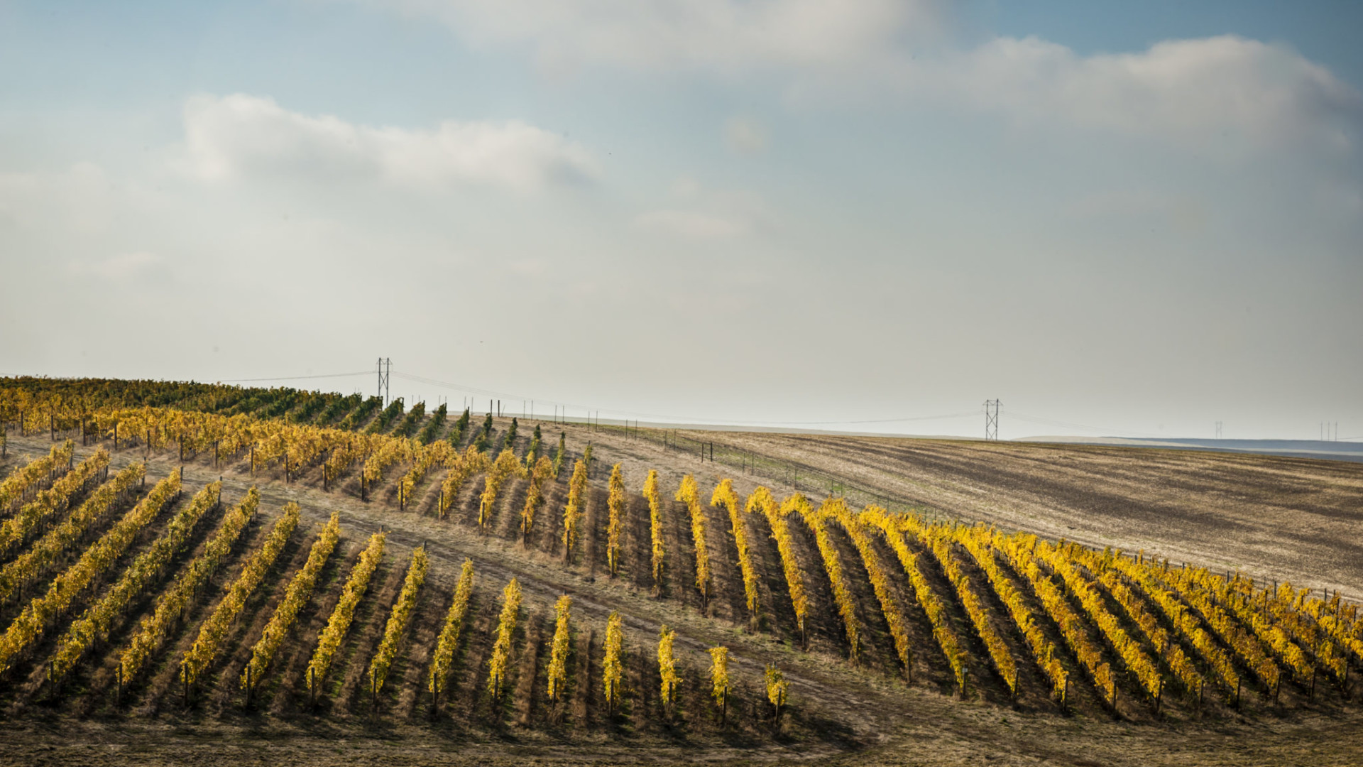 FALL RELEASE WEEKEND Walla Walla Valley Wine