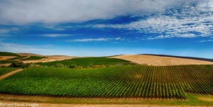 Vineyards and Palouse wheat fields