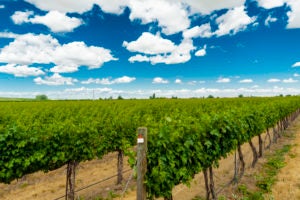 Vineyard scene with brilliant blue sky and puffy clouds